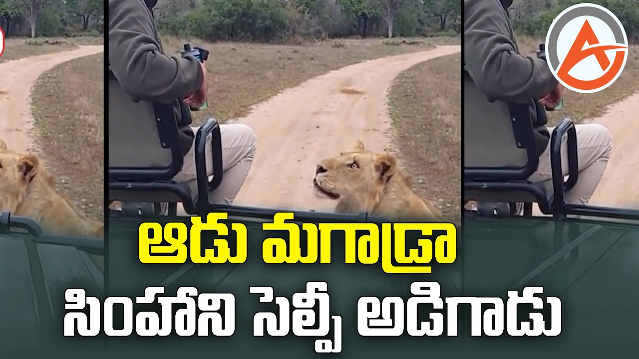 selfi witha lions | A1 Telugu News